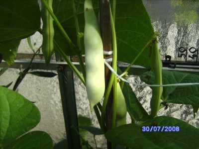 yinya feritig.jpg