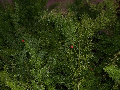 Frucht von asparagus sprengerii.JPG