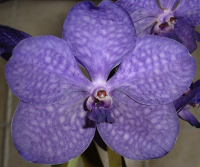 vanda.JPG