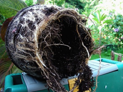 nächstes Ameisenopfer w.jpg