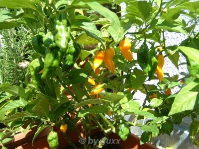 chili fatali b.jpg