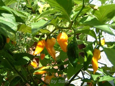 chili fatali a.jpg