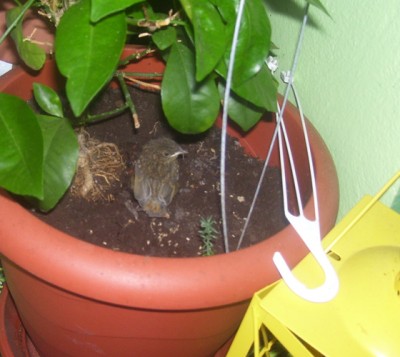 Bild 386m.jpg