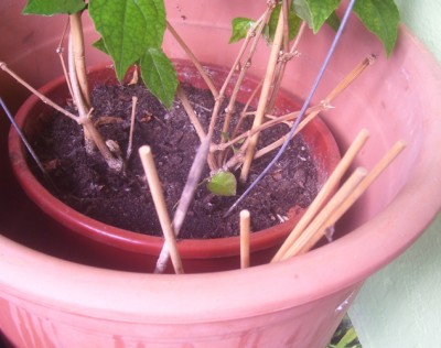 Bild 486m.jpg