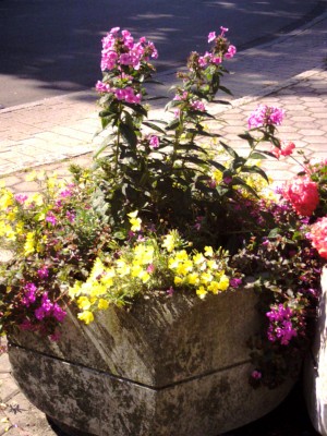 kleine vorne mit Phlox.JPG