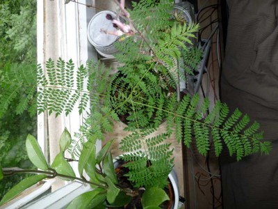 Bild 259.jpg