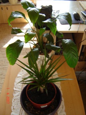 Bild1.JPG