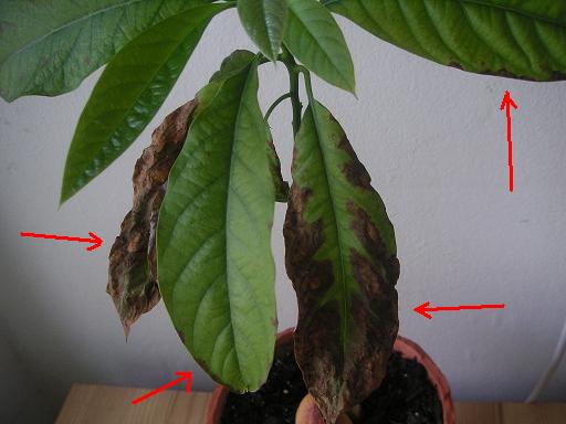 Avocado - braune Blätter · Pflanzenkrankheiten & Schädlinge · GREEN24  Pflanzen & Garten Forum