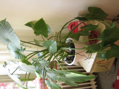 IMG_0025.JPG