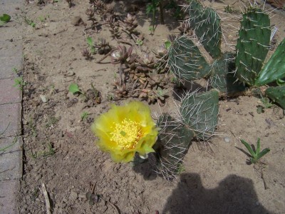 O.phaecantha Blüte 001.jpg