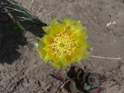 O.phaecantha Blüte 002.jpg
