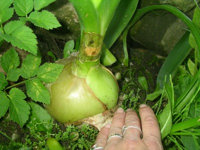 blüten heute 009.JPG