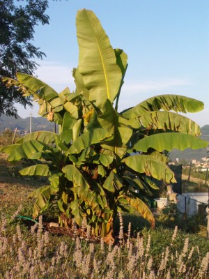 HPIM5135.JPG