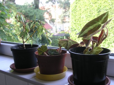 begonien neu 1.8.08.JPG