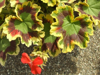 DSCF4911.JPG