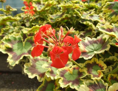 DSCF4910.JPG