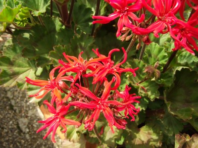 DSCF4941.JPG