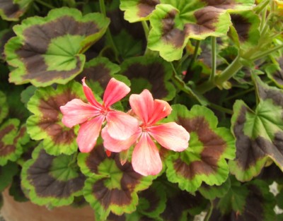 DSCF4926.JPG