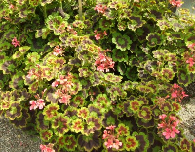 DSCF4925.JPG