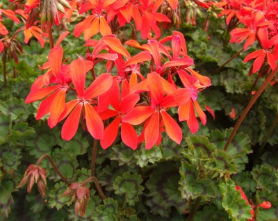 DSCF4955.JPG