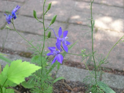 wilder rittersporn 1.8.08.JPG