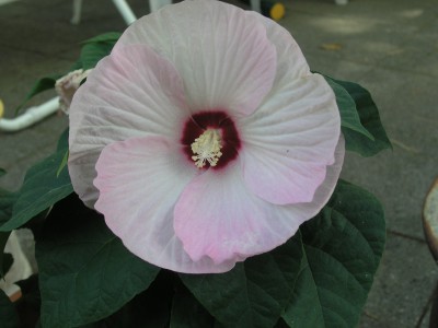 H.moscheutos 1.8.08.JPG