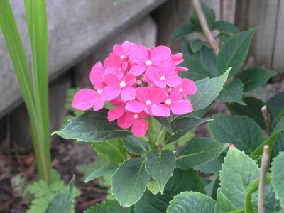 alte hortensie_2 1.8.08.JPG