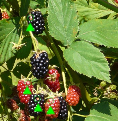 brombeeren.jpg