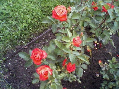 Bild13.jpg