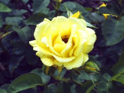 A 054.JPG