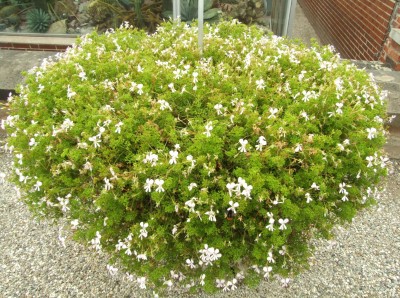 DSCF4974.JPG