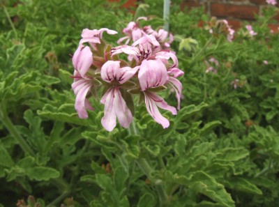 DSCF4963.JPG