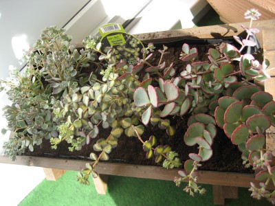 sedum.JPG