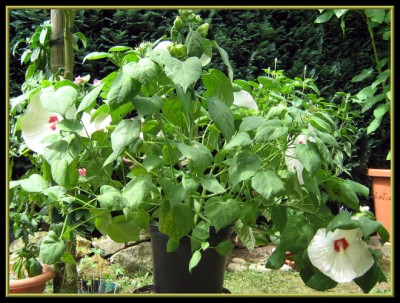 Riesenhibiskus.JPG