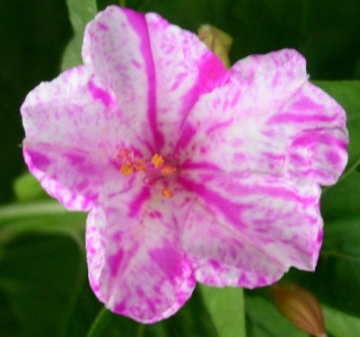 PICT0300.JPG