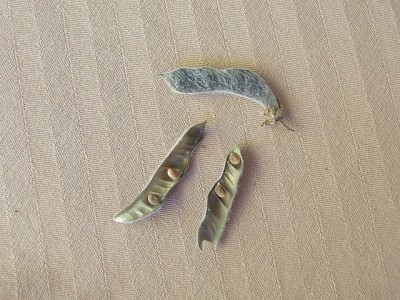 Lupiniensamen. Juli 07.JPG