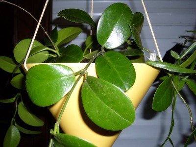 Neue Hoya 006.jpg