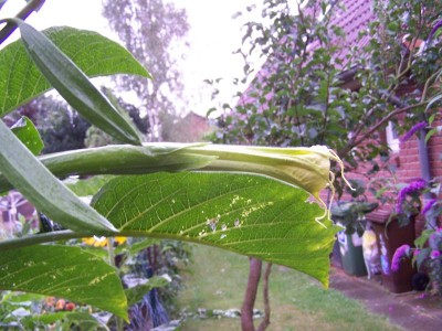 Brug grand Marnier Blüte.jpg