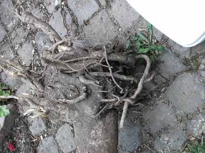 DSCI0984.JPG