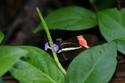 IMG_7842 NP Cahuita.jpg