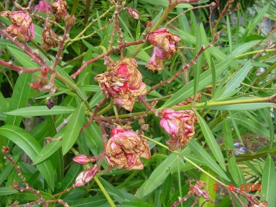 Oleanderblüten nach Regen.jpg