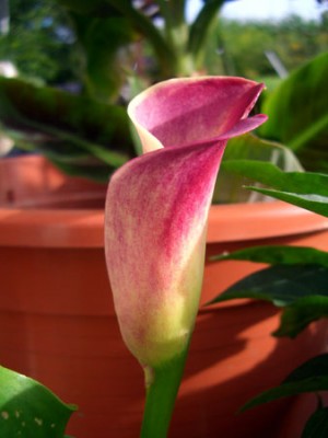 04_calla1.jpg