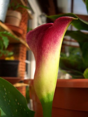 04_calla.jpg