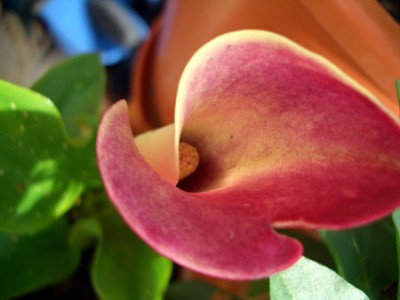 04_calla_makro.jpg