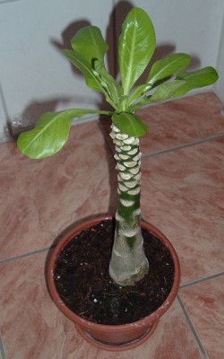 Palme.JPG