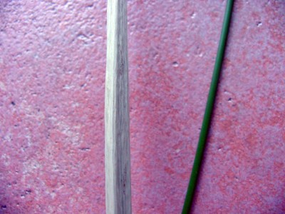 Zyperngras oder Papyrus Stengel.jpg