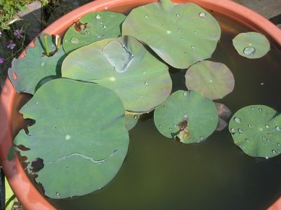 Lotos20081.jpg
