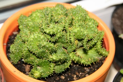euphorbia.jpg