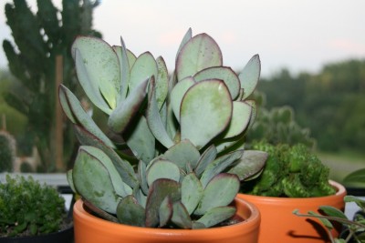 crassula arborescens.jpg