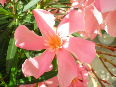 olli lachs nah0001.JPG